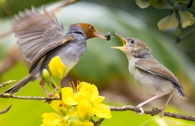 nature-3161498_640.jpg